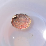 2 OPALINO Vessels Attributed to Archimede Seguso & Unknown Vessel, Leslie Pina Collection